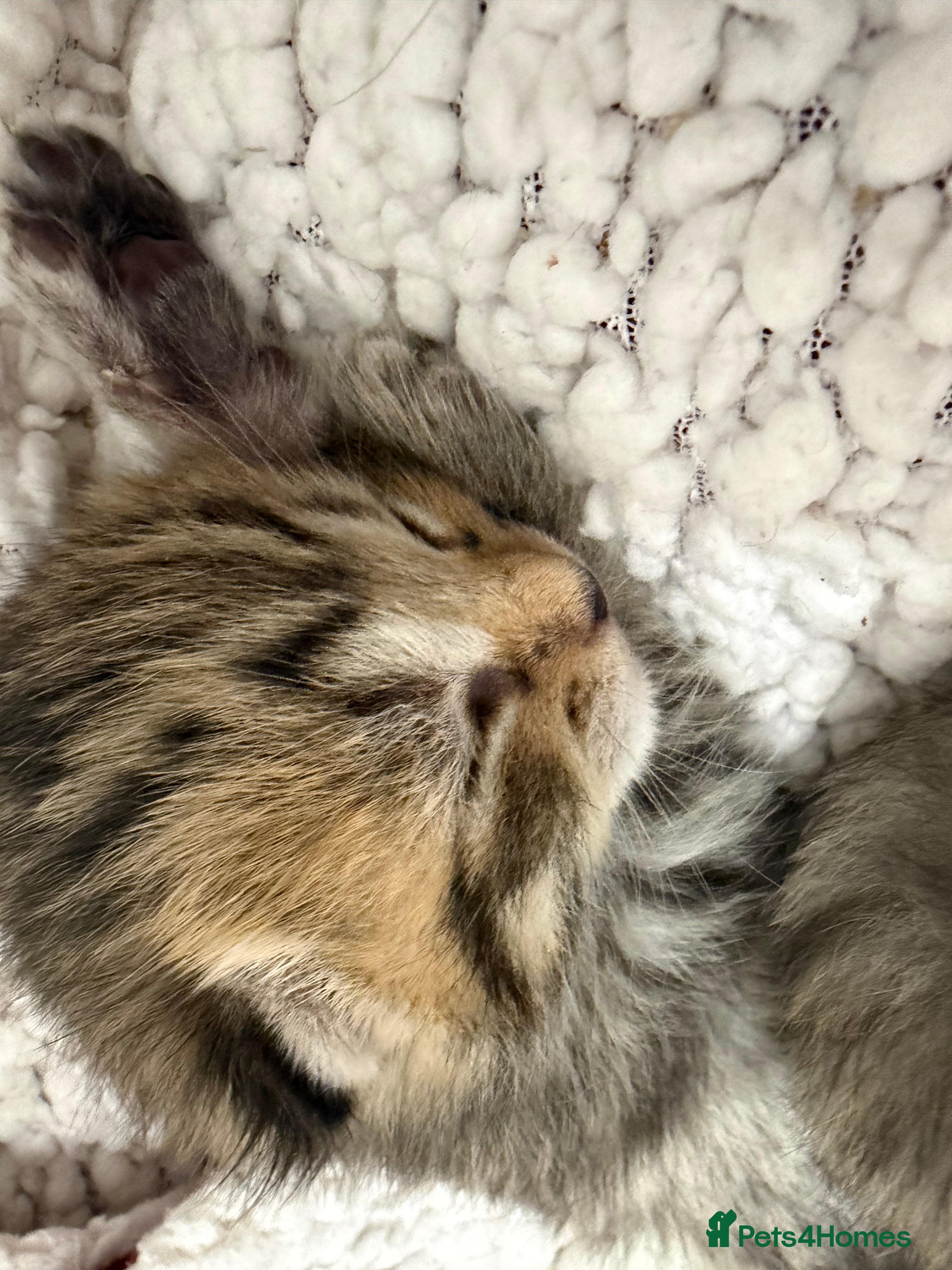 Mixed Breed cats Beautiful Bengal Cross Maine Coon Babies  - Advert 2