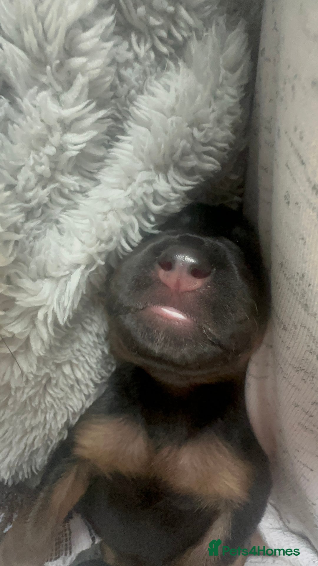 Huntaway dogs for sale: New Zealand Huntaway Puppies  - Image 5