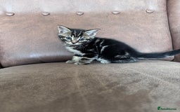 Mixed Breed cats for sale: 5 super cute kittens  - Image 9