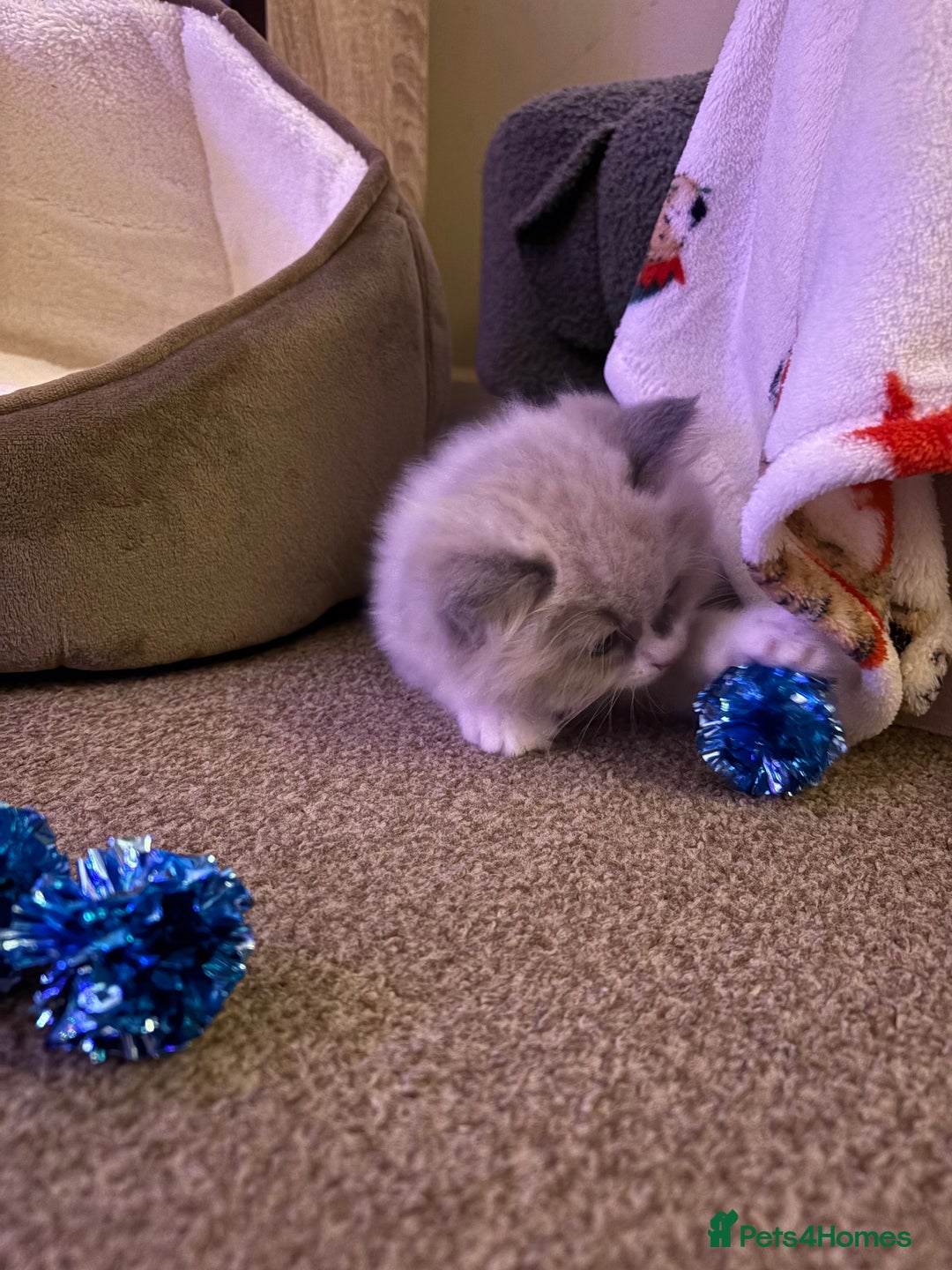 Ragdoll cats for sale: Ragdoll kitten  - Advert 6