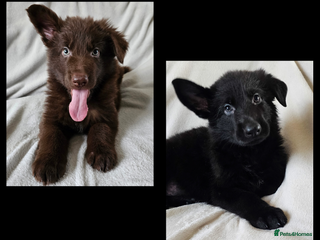 German Shepherd dogs ✴️3 purebred KC registered straight back GSP's✴️ - Advert 3