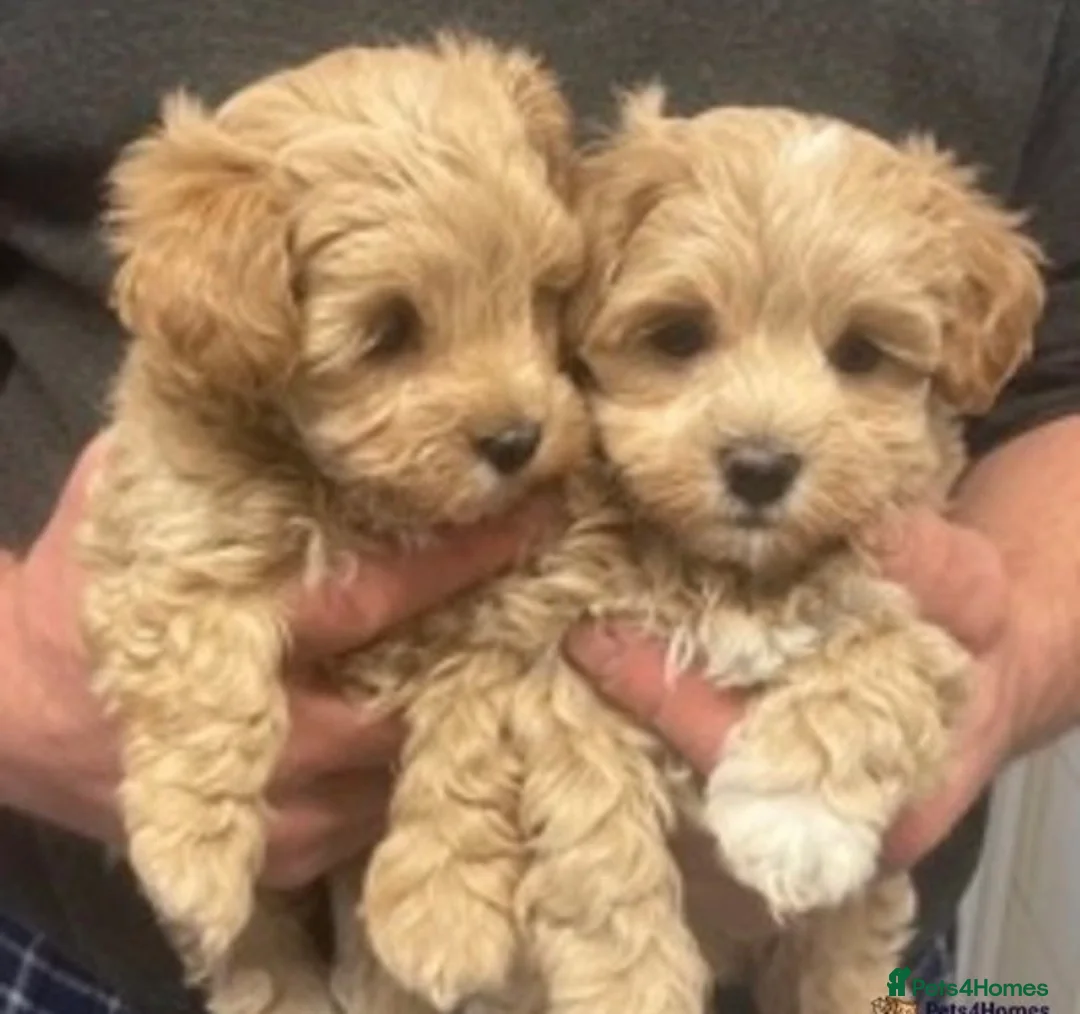 Toy Poodle dogs for stud: Stunning Maltese at Stud - NOt FOR SALE in Coventry - Advert 7