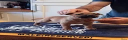 Staffordshire Bull Terrier dogs for sale: SBT KC REGISTATION PUPPIES, 6 BITCHES & 1 DOG - Advert 9