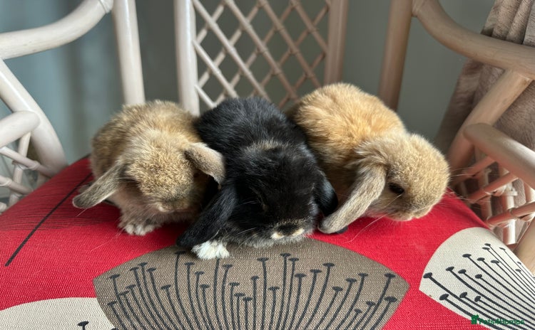 Mini Lop rabbits - Advert 13