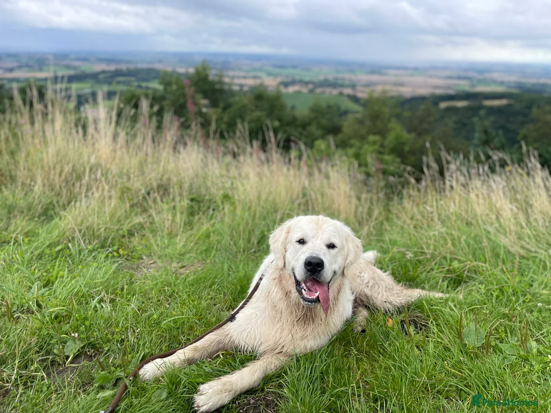 Golden Retriever dogs for stud: Cream Golden Retriever Stud in Beverley - Advert 15