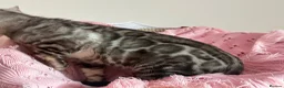Bengal cats for sale: Silver Grey Male TICA Kitten - Advert 9