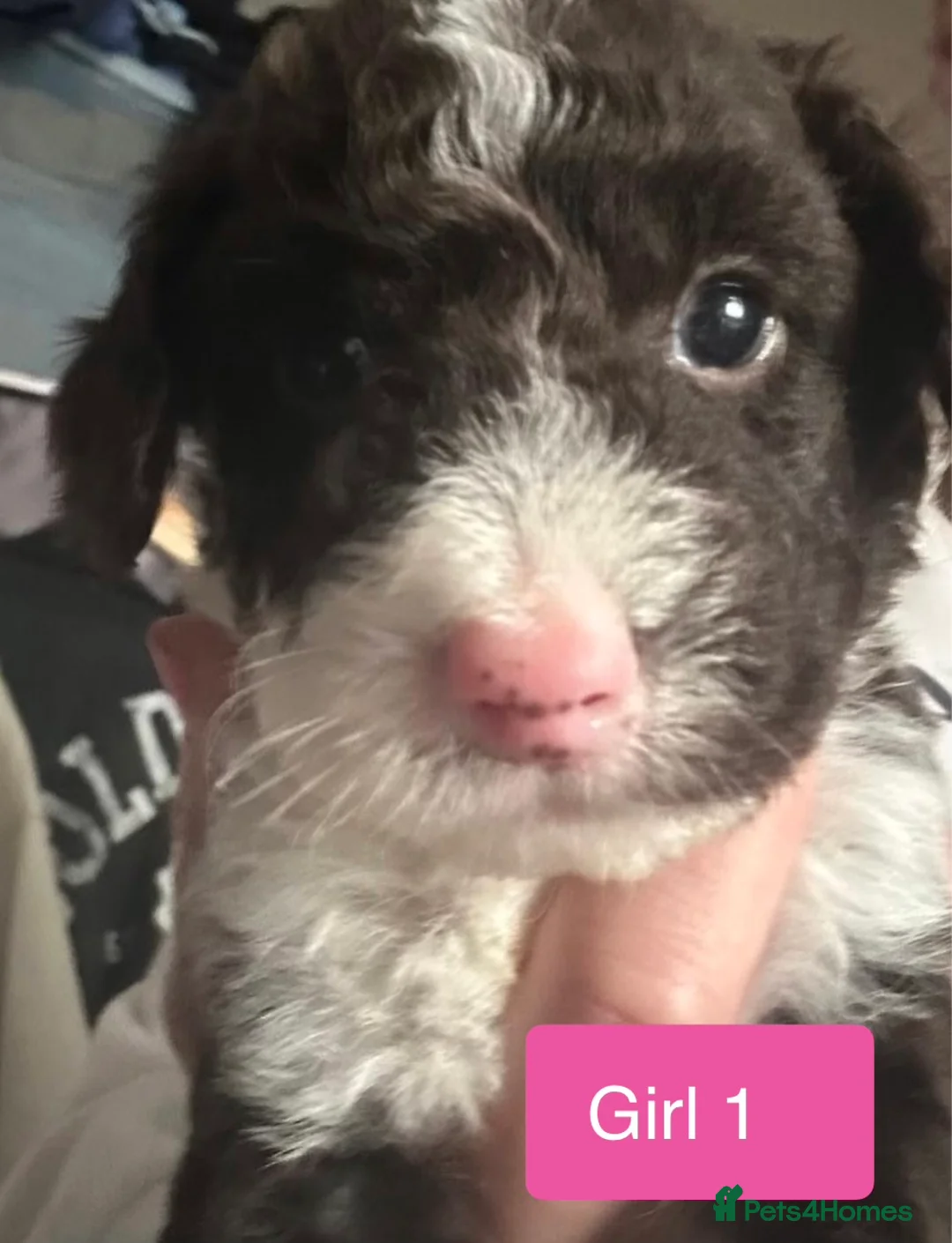 Mixed Breed dogs for sale: Airedale X Cockapoo  - Advert 2