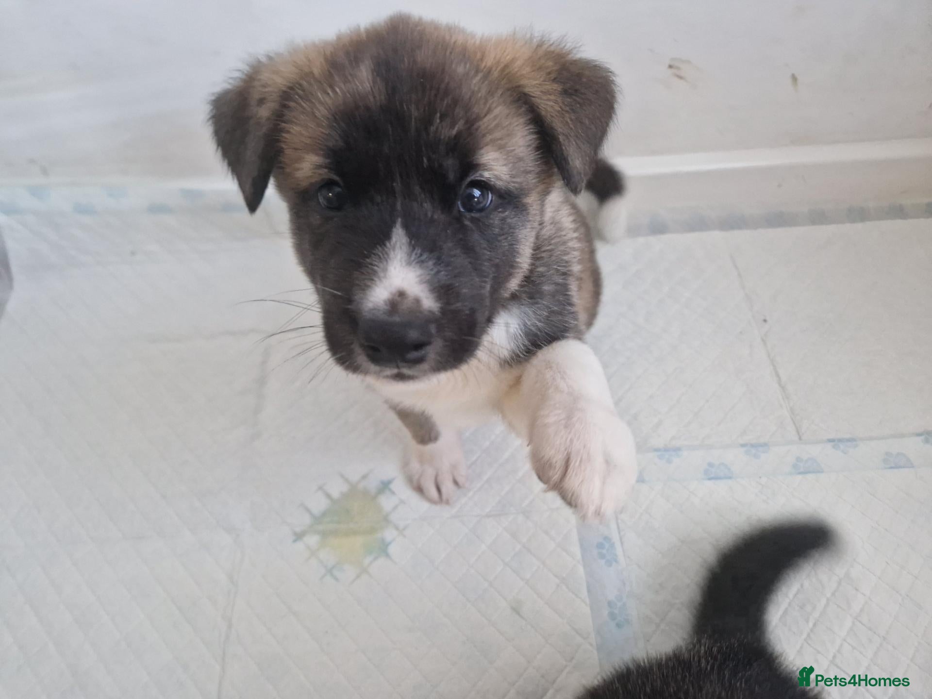 Mixed Breed dogs Akita cross alaskan malamute puppies - Advert 2
