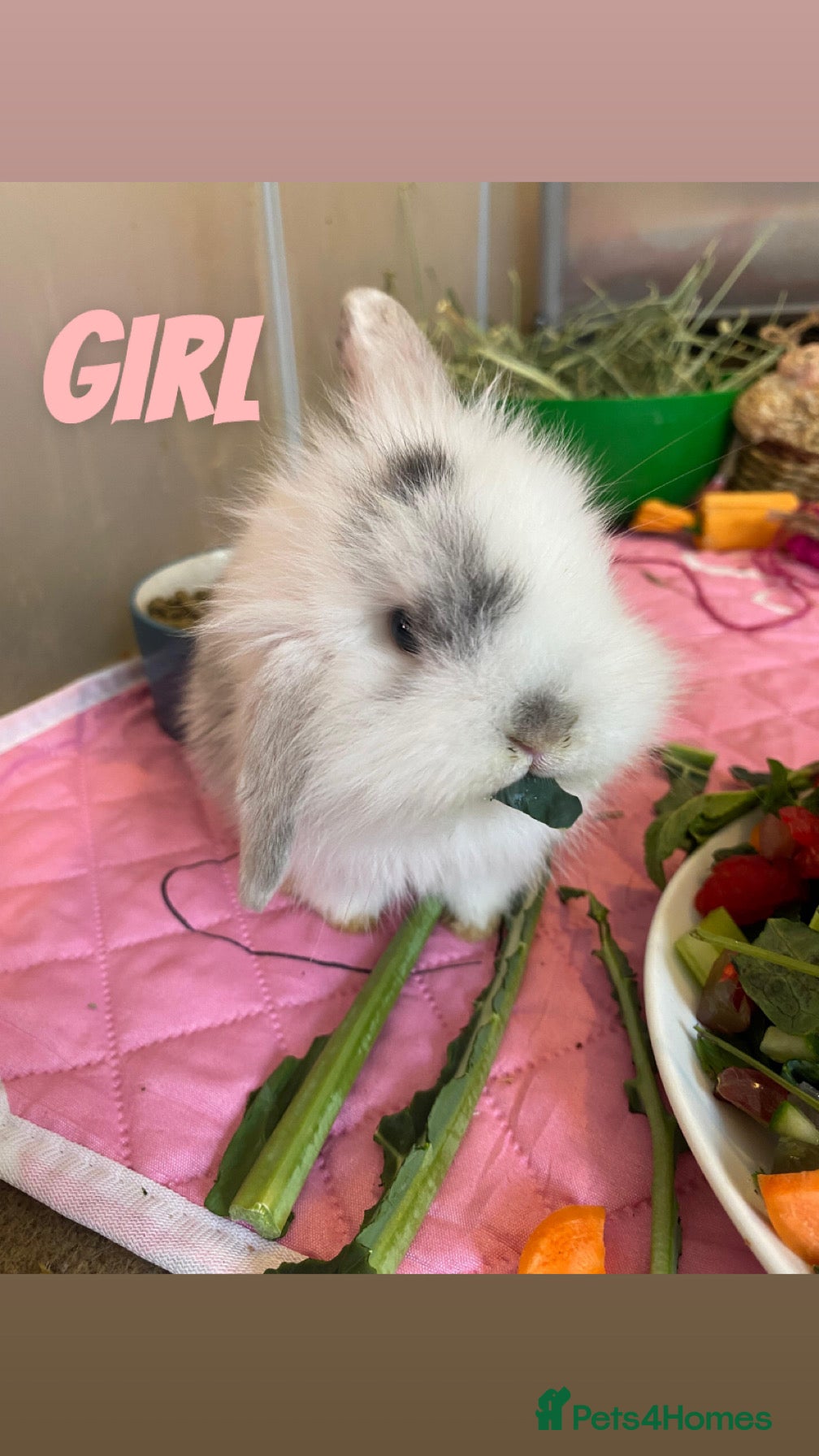 Cashmere Lop rabbits Cashmere Holland lop bunnies - Advert 1