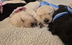 Goldador dogs for sale: Goldador puppies - Image 7