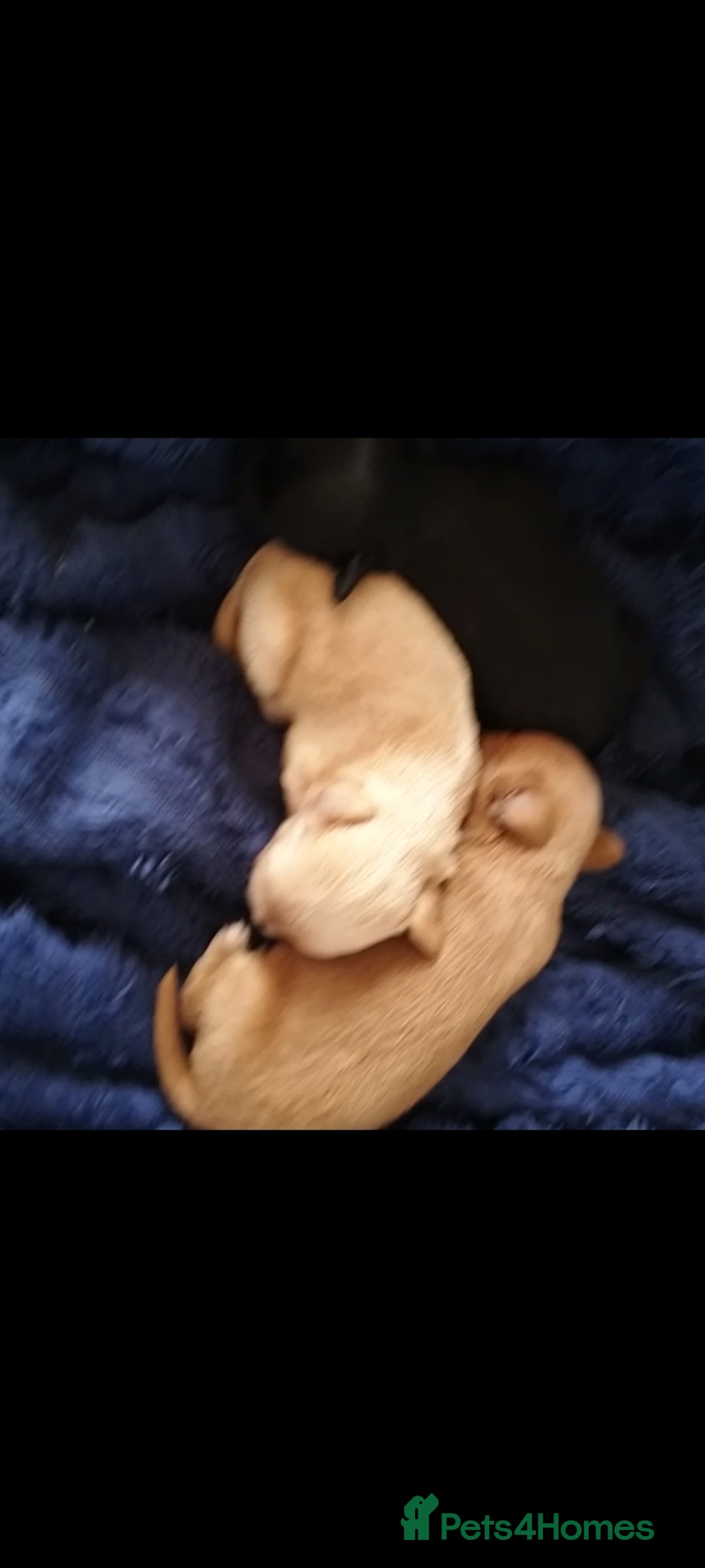 Mixed Breed dogs for sale: Beautiful  - Image 2