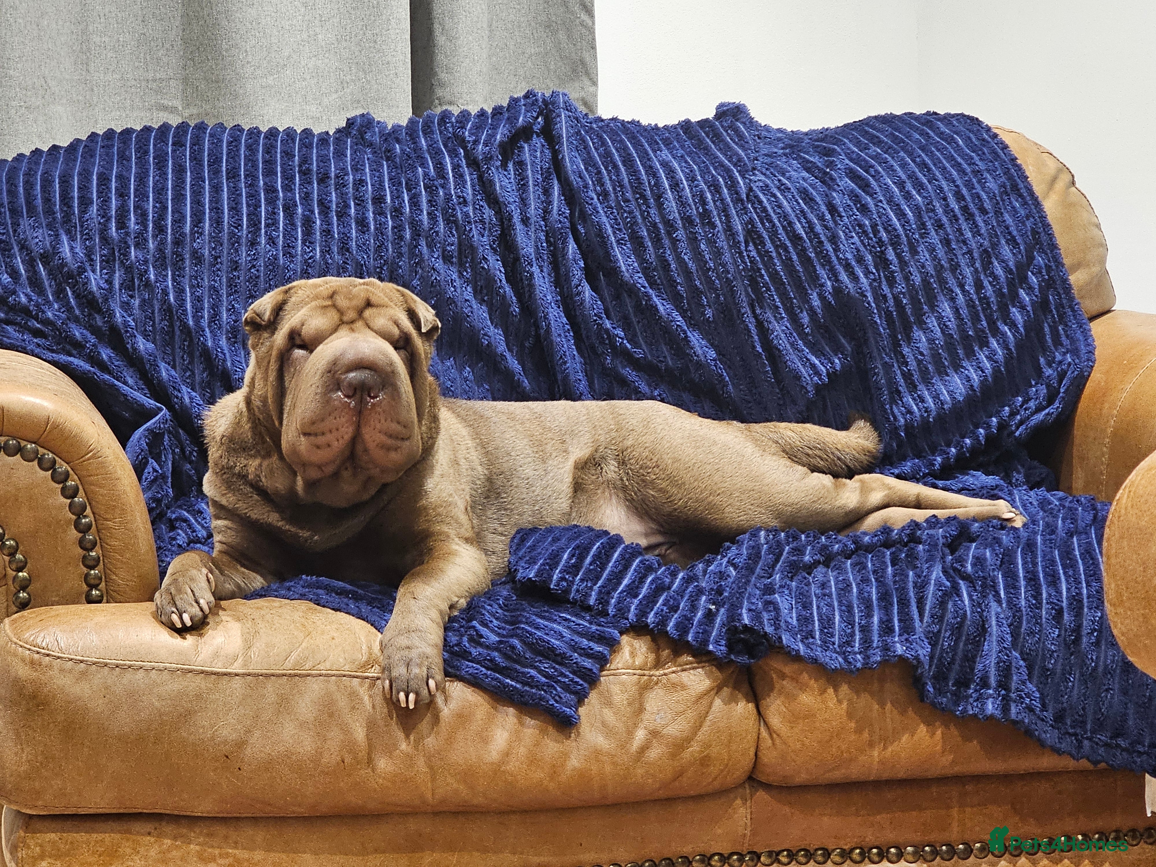 Shar Pei dogs Shar pei  - Advert 10