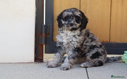 Cavapoo dogs for sale: Beautiful Cavapoochons for sale  - Image 22