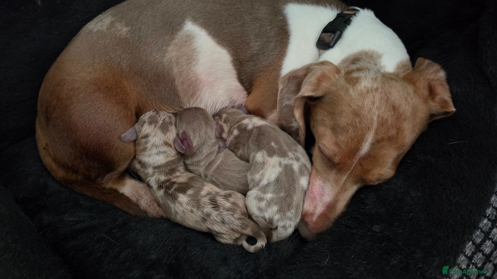 Miniature Dachshund dogs for sale: Stunnung miniature Dachshund  in Slough - Advert 2
