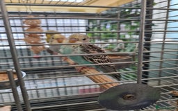 Budgerigars birds for sale: 3 X YOUNG BUDGIES WITH CAGE  - Image 1