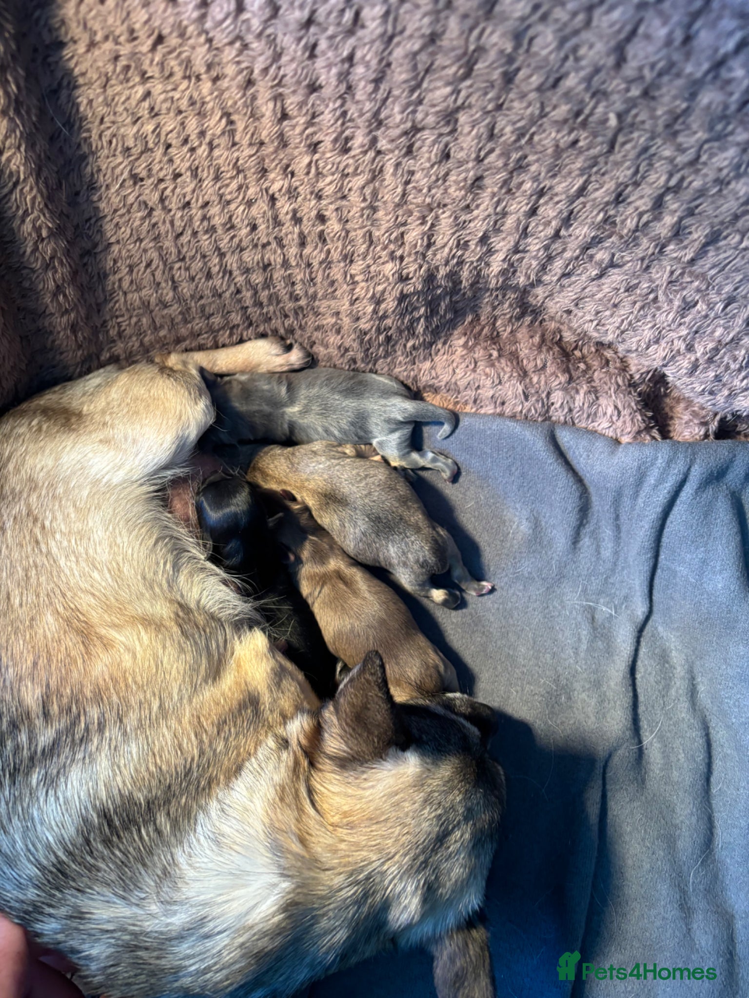 Chihuahua dogs Stunning chihuahua puppies - Advert 23