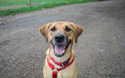 Mixed Breed dogs for adoption: Georgie is looking for her forever home!  in Waltham Abbey - Image 2
