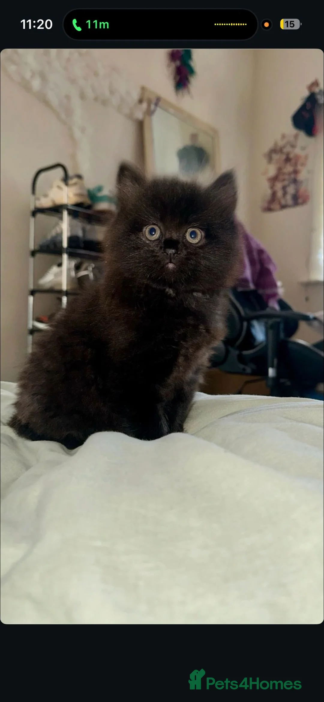 Scottish Fold cats for sale: Black scottish fold kitten for sale - Advert 1