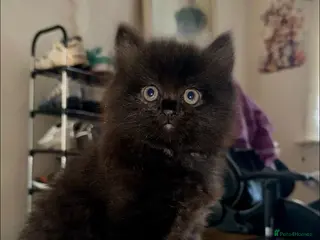 Scottish Fold cats Black scottish fold kitten for sale - Advert 1