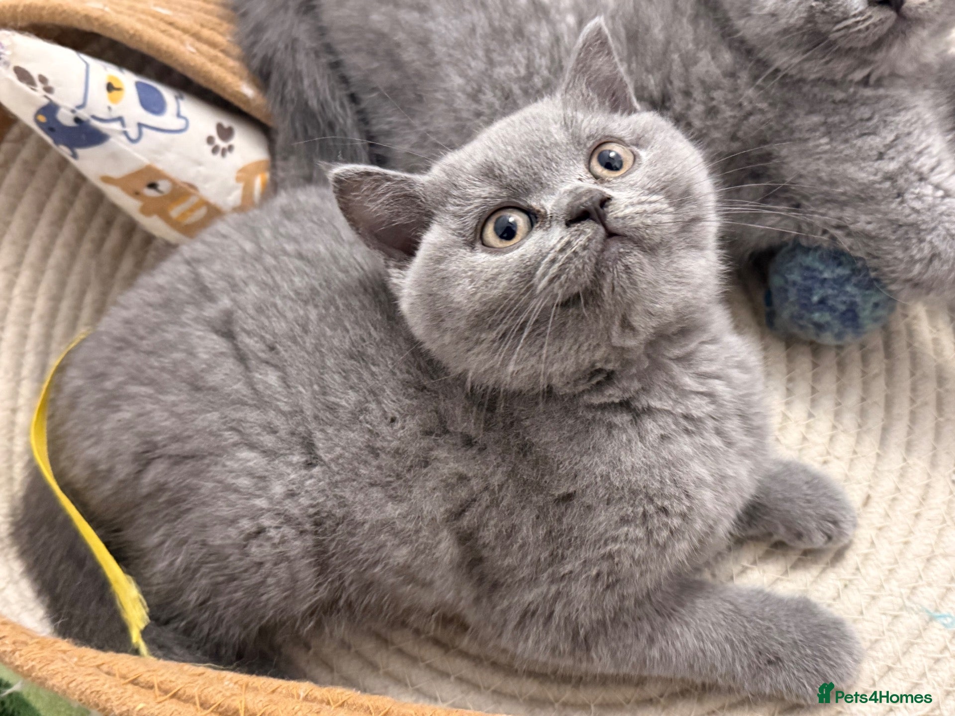 British Shorthair cats 💕🏅🏅CHAMP BLOOD BRITISH SHORT HAIR KITTEN 🏅🏅💕 - Advert 1
