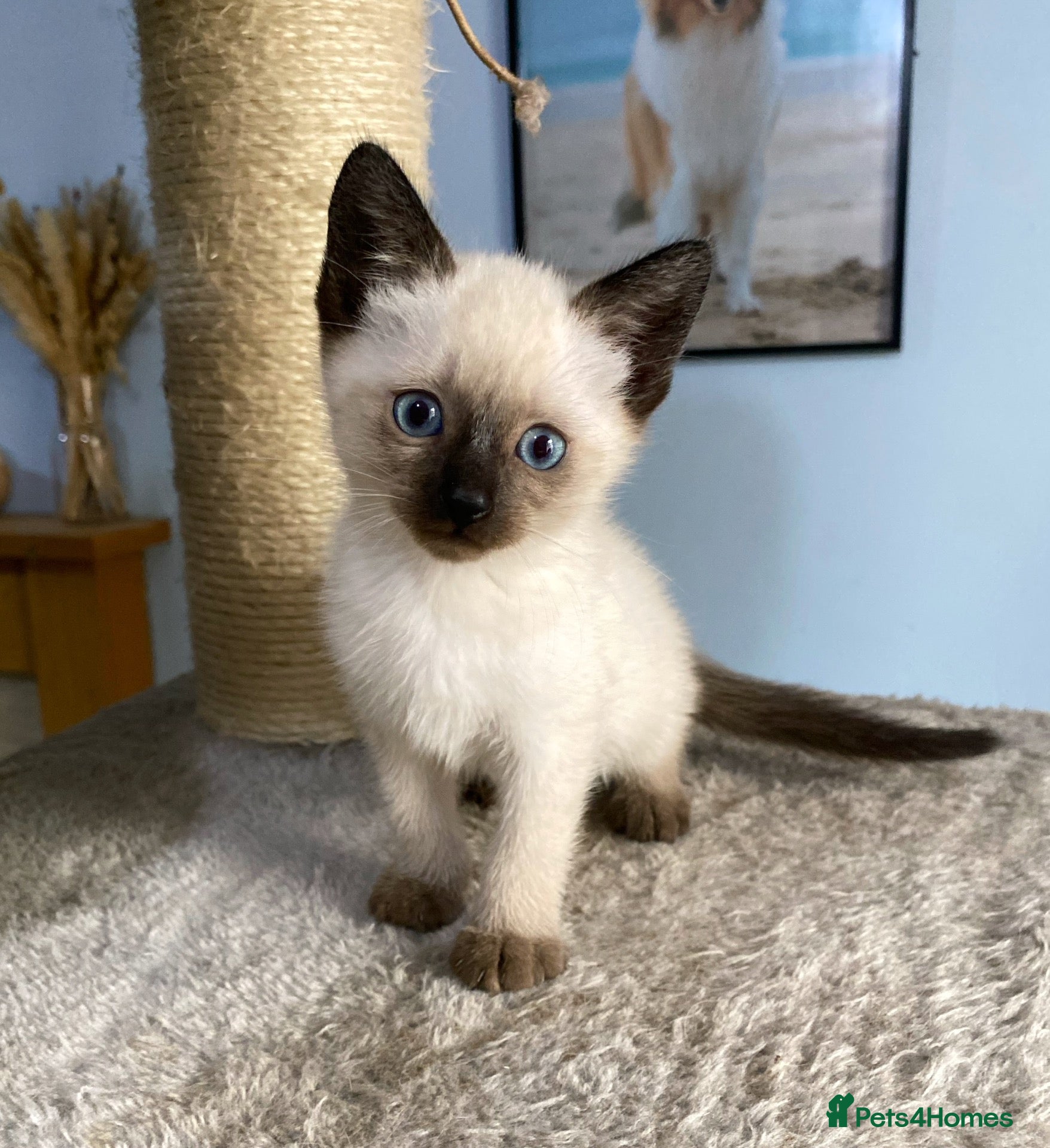 Mixed Breed cats 1 male blue eyed colourpoint kitten - Advert 2