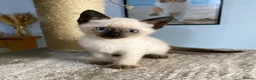 Mixed Breed cats for sale: 1 male blue eyed colourpoint kitten - Advert 1