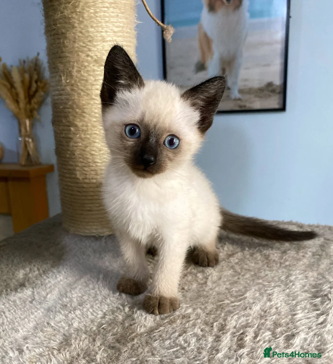Mixed Breed cats for sale: 1 male blue eyed colourpoint kitten - Advert 1