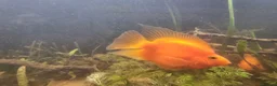 Cichlids fish for sale: Tropical fish - Advert 10