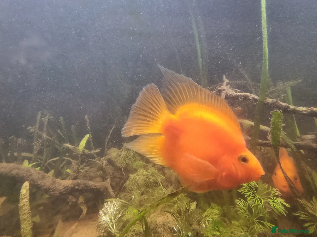 Cichlids fish for sale: Tropical fish - Advert 10