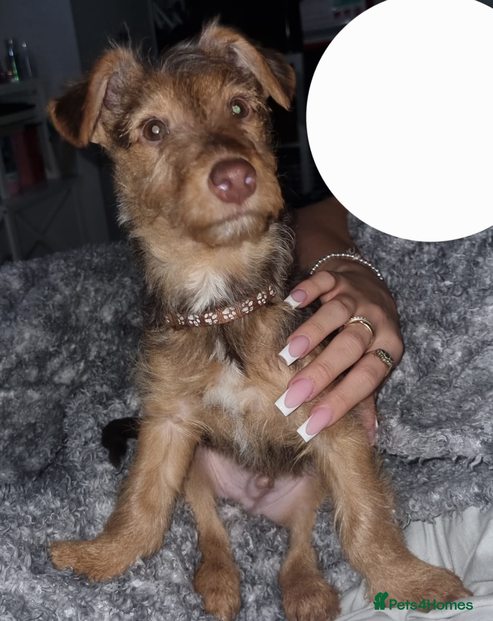 Mixed Breed dogs Terrier mix pup - Advert 2