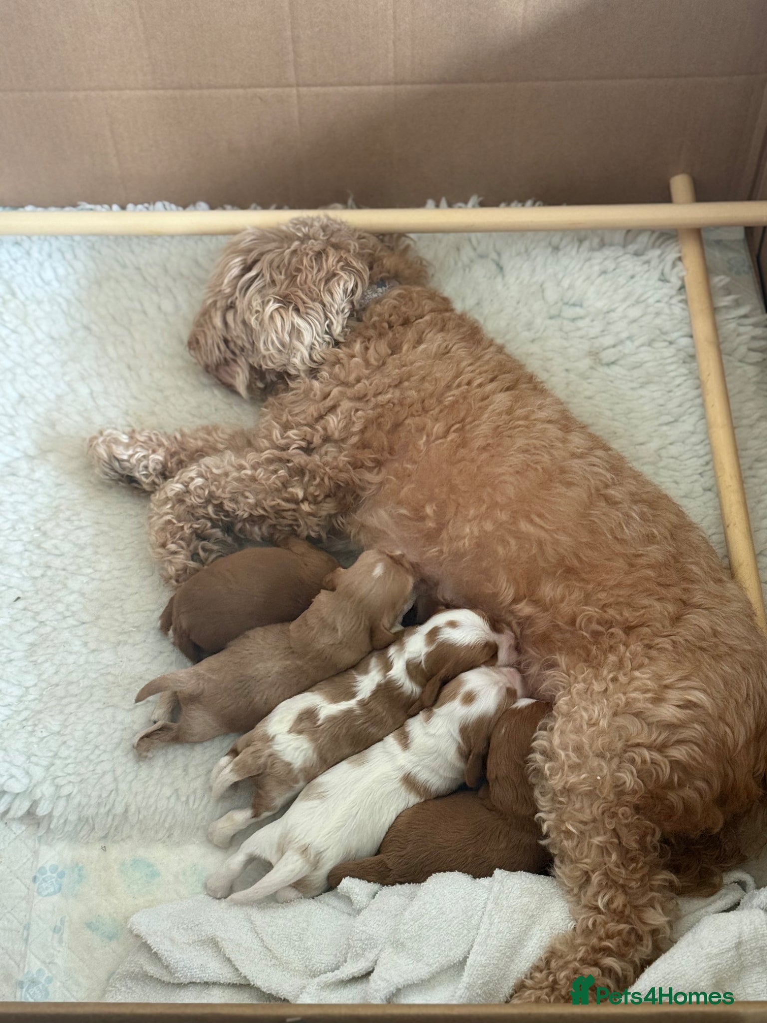 Cavapoo dogs 🐾 Cavapoo Puppies F1b Reservations Now Open - Advert 9