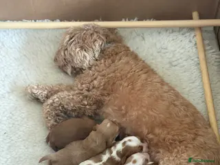 Cavapoo dogs 🐾 Cavapoo Puppies F1b Reservations Now Open - Advert 9