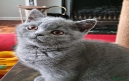 British Shorthair cats for sale: Sweet affectionate happy British Shorthair.  - Advert 5