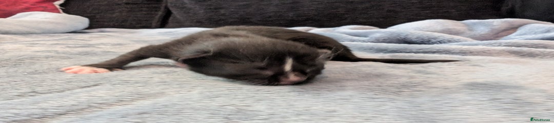 Mostly Black 3
