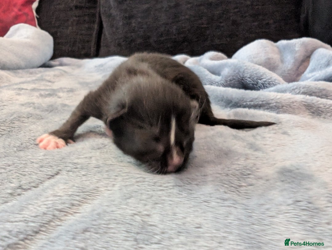 Mixed Breed cats for sale: 5 Kittens - Black, White, and Grey - Image 7