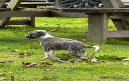 Whippet dogs for sale: SUPER KC Whippet puppies Show bred - Image 19