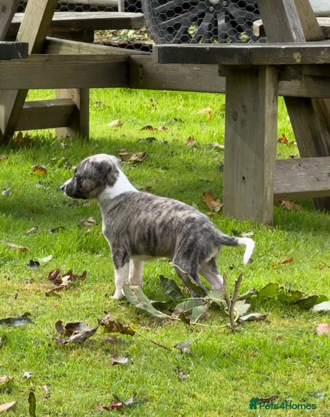 Whippet dogs for sale: SUPER KC Whippet puppies Show bred - Image 19