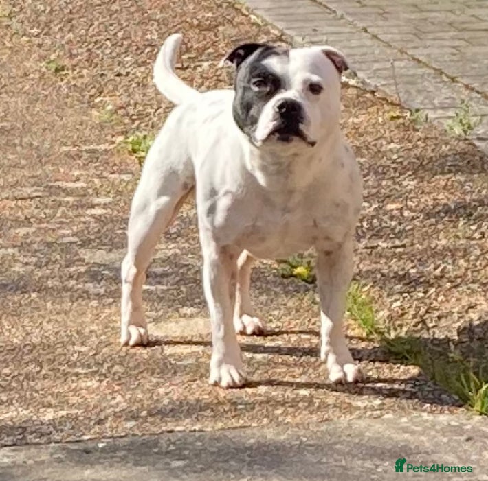 Staffordshire Bull Terrier dogs Stafforshire for Stud - Advert 2