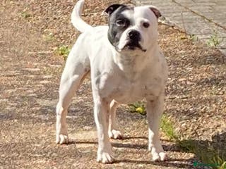 Staffordshire Bull Terrier dogs Stafforshire for Stud - Advert 2