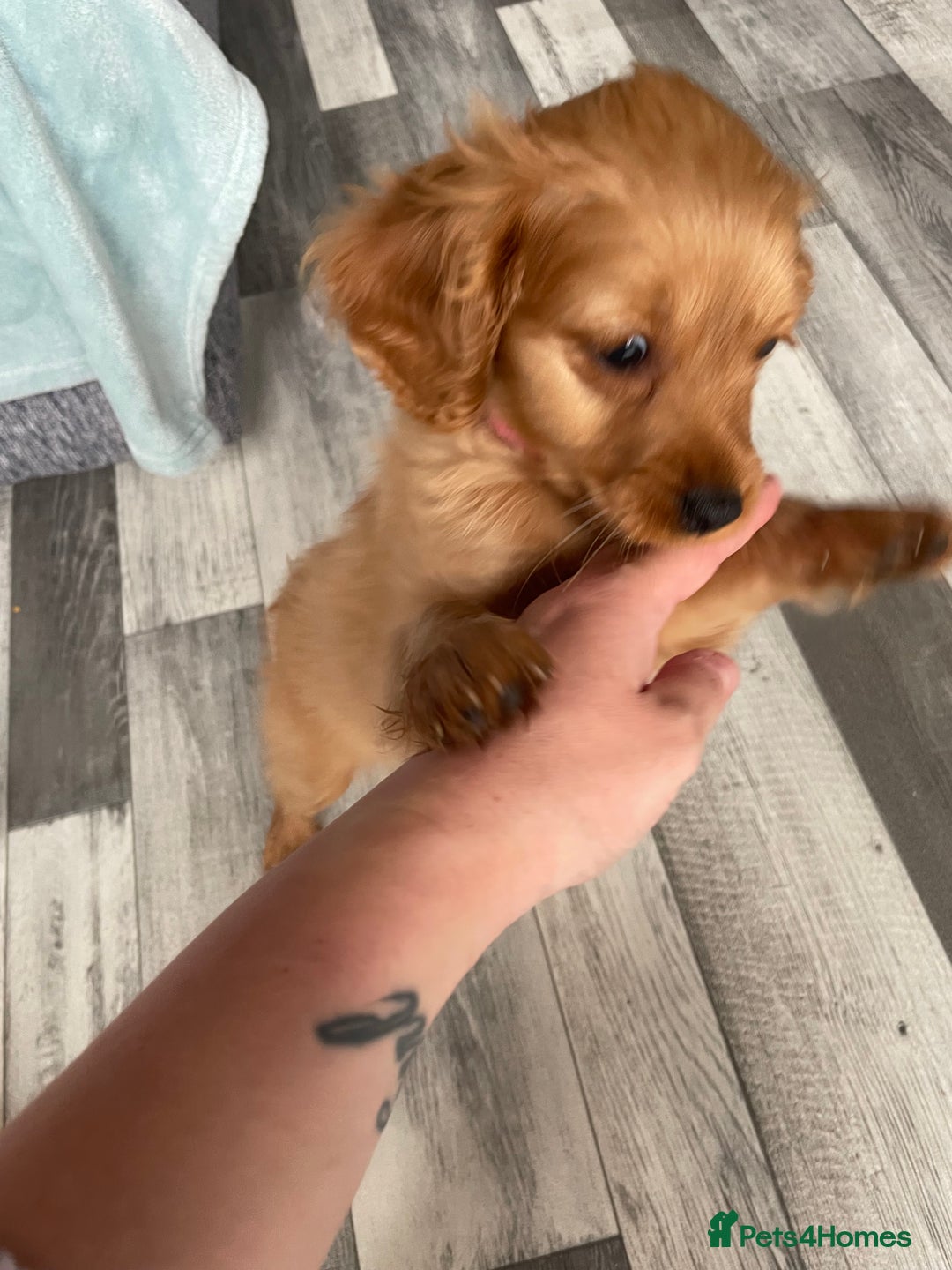 Cockapoo dogs for sale: Cockapoo F2 puppy - Image 2