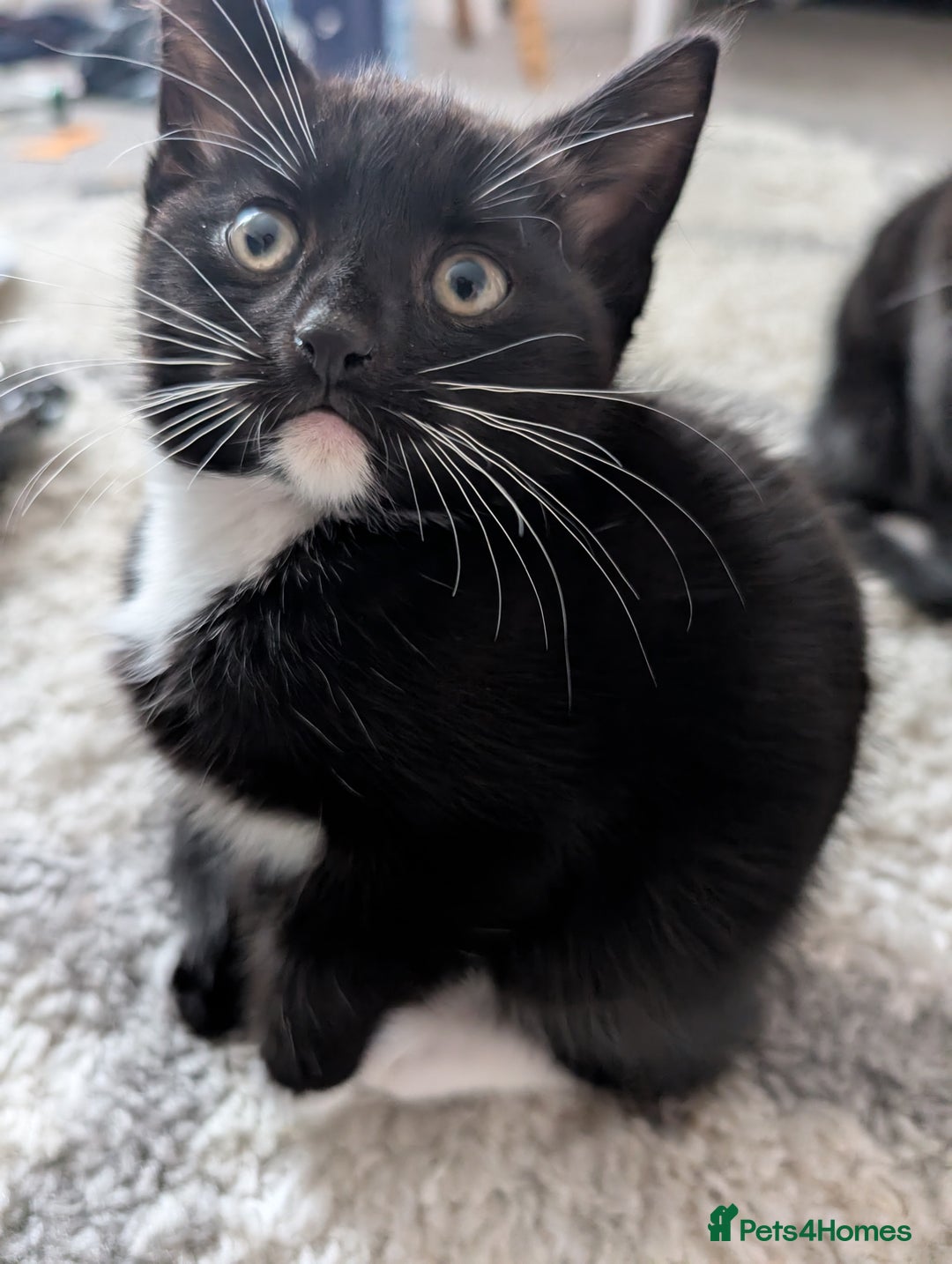 Mixed Breed cats for sale: Lovely black and Tuxedo kittens for sale - Image 11