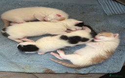 Mixed Breed cats for sale: Three beautiful kittens 2 boys 1 girl  - Image 1