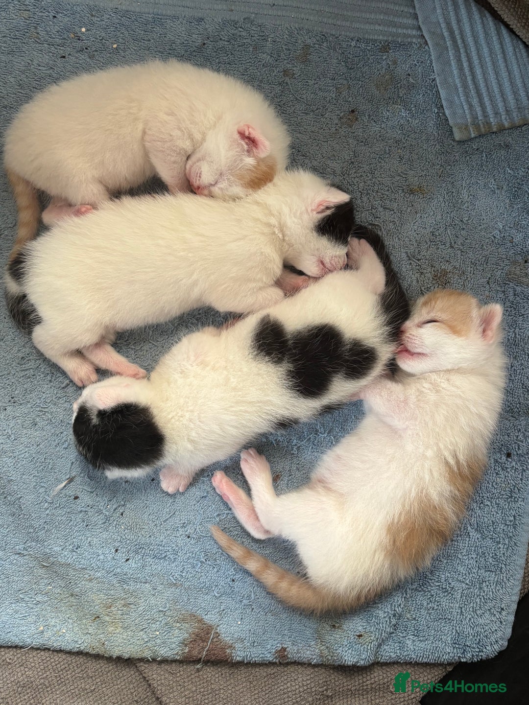 Mixed Breed cats for sale: Three beautiful kittens 2 boys 1 girl  - Image 1