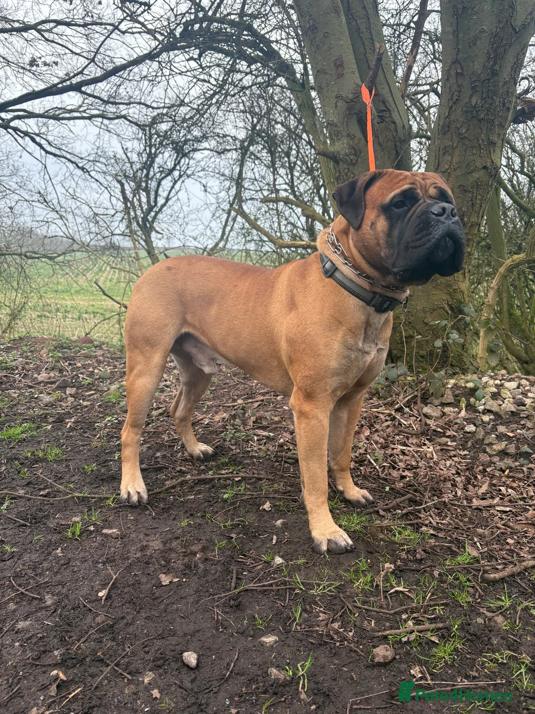 Bullmastiff dogs for stud: 🦴 Bullmastiff - PROVEN KC Reg. 5 Gen Pedigree 🦴 - Advert 2