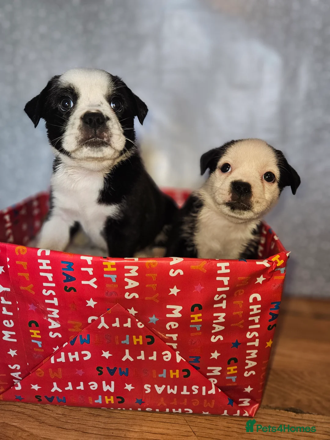 Mixed Breed dogs for sale: Pug x staff & pug x staff x chihuahua puppies  - Advert 17