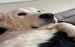 Golden Retriever dogs for sale: 1 year old advanced trained golden retriever  - Image 3