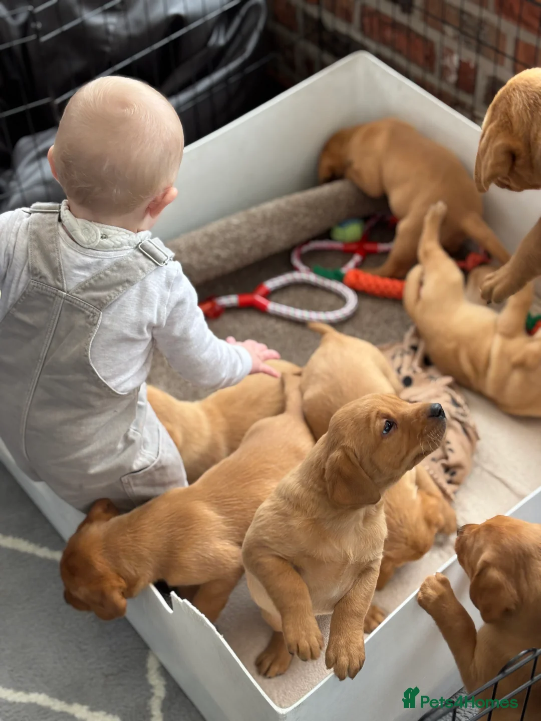 Labrador Retriever dogs for sale: Beautiful KC Fox Red Puppies - Advert 1