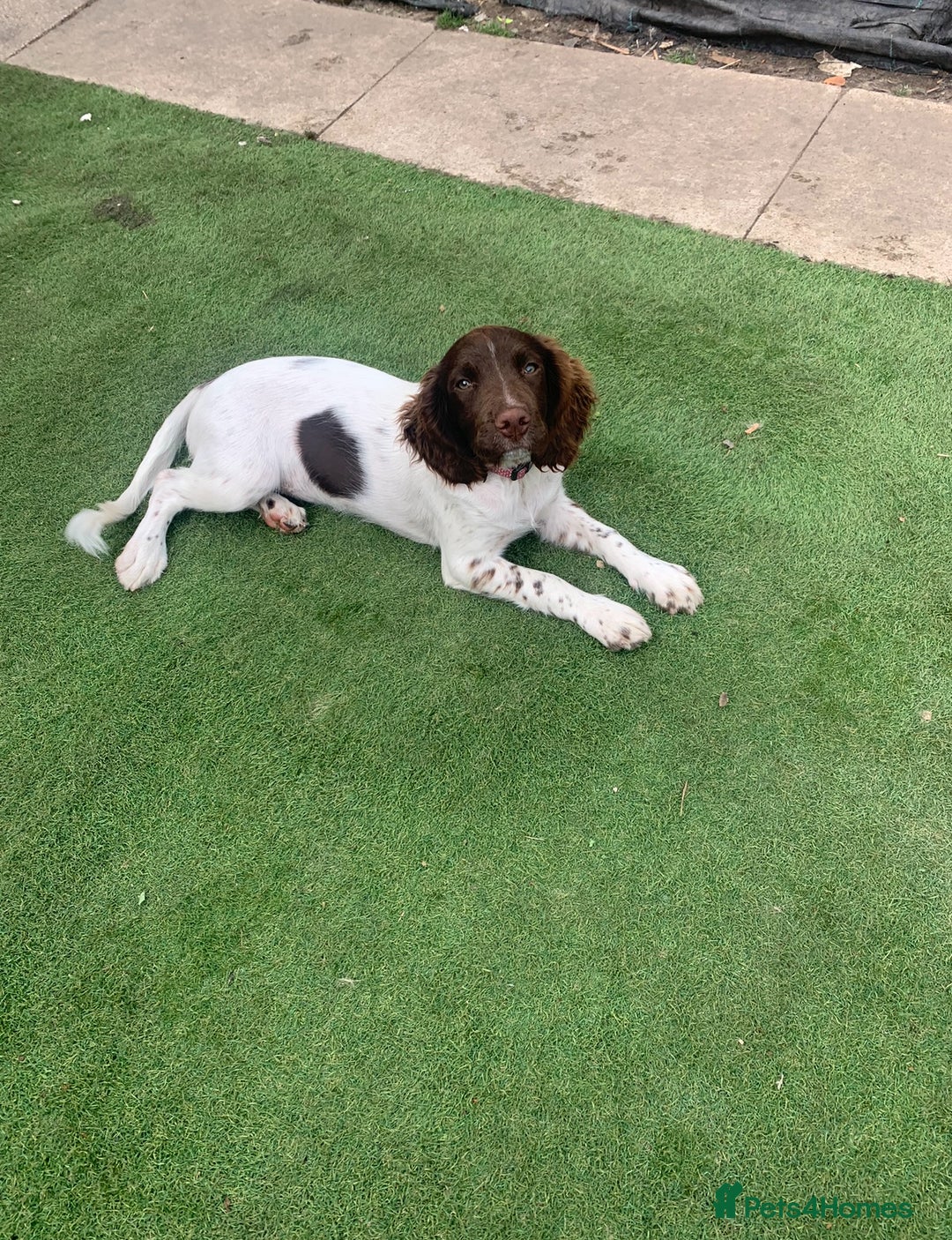 Cocker Spaniel dogs for sale: girl cocker spaniel 7 months. - Image 2