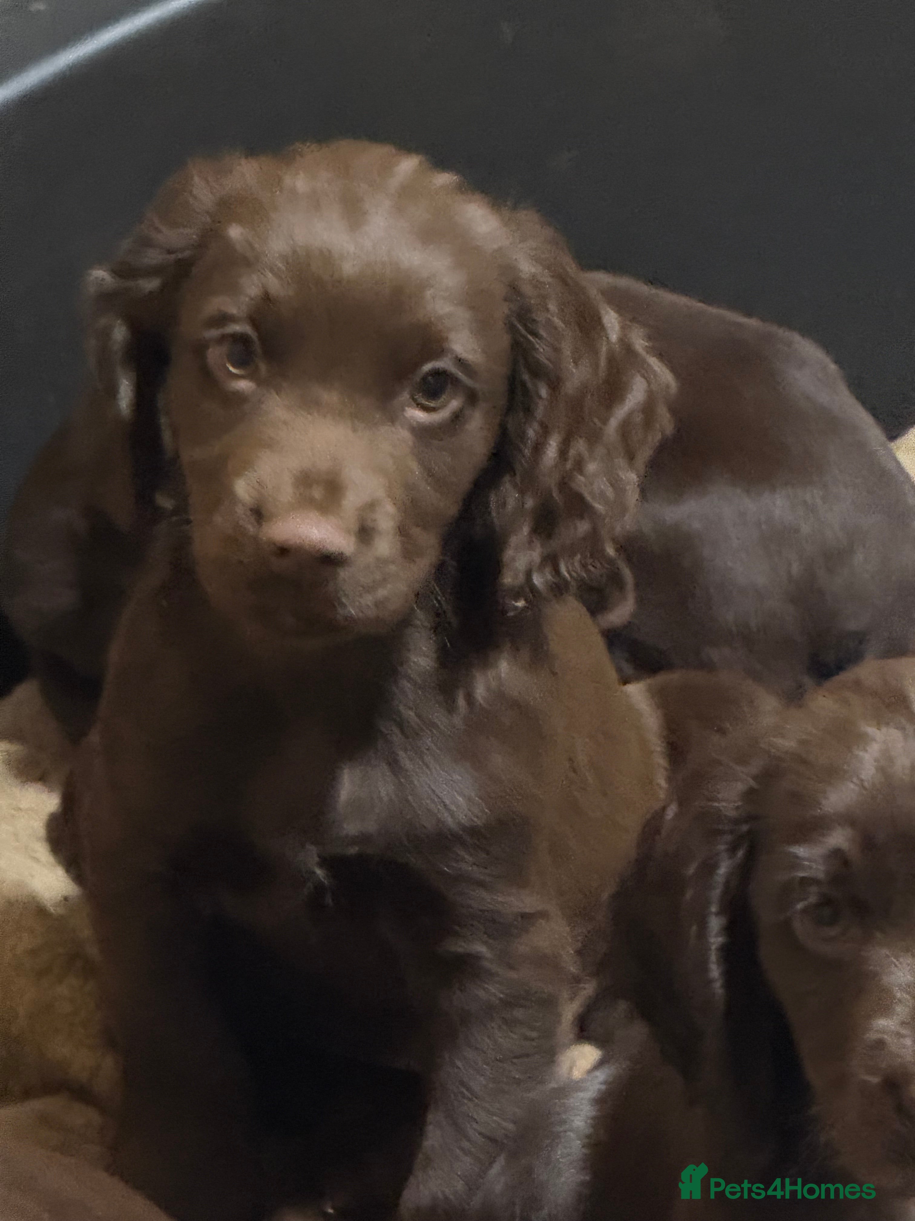 Cocker Spaniel dogs K.C. Well bred chocolate working cocker spaniels - Advert 13