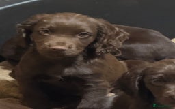 Cocker Spaniel dogs for sale: K.C. Well bred chocolate working cocker spaniels - Image 1
